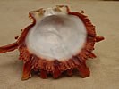 Spiny Oyster Shell inside